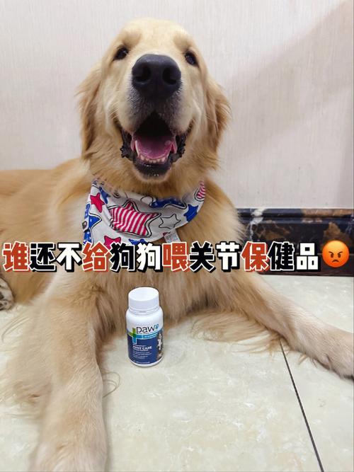  狗和人胶配方20分钟：让你与爱犬更亲密的DIY时光