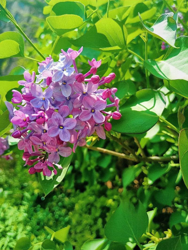  丁香花完整视频在线观看：探索丁香花的美丽与象征