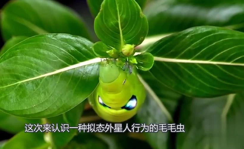 探索自然奇观：他的舌头探进蜜源毛毛虫说说视频