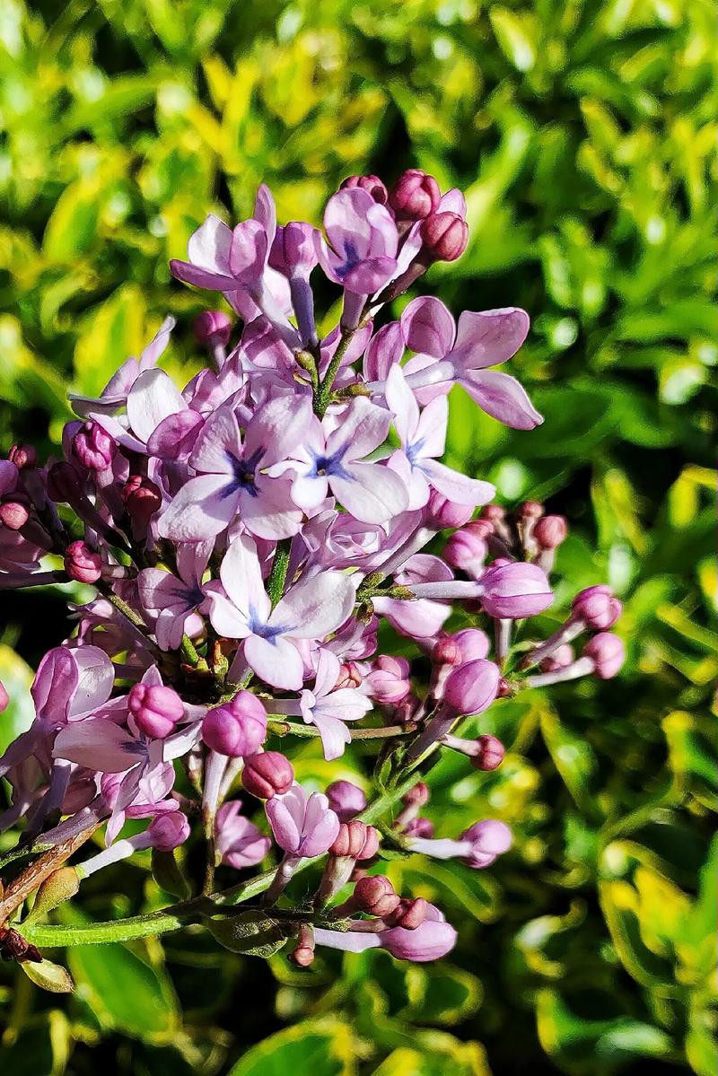 探讨《丁香花完整版视频》中的情感与美学