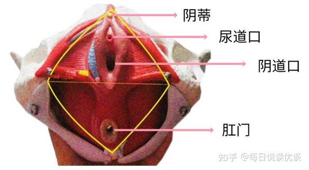 揭示荫蒂每天被三个男人添的背后故事