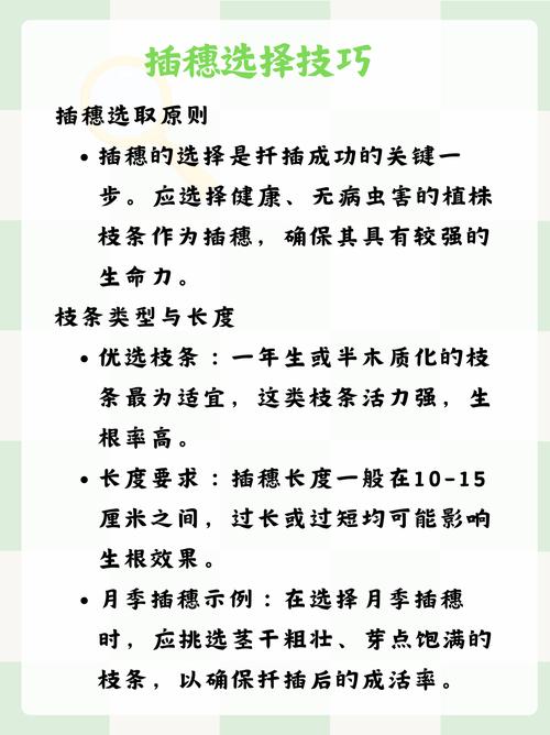 如何在床上进行72种扦插方法，掌握养殖植物的新技巧