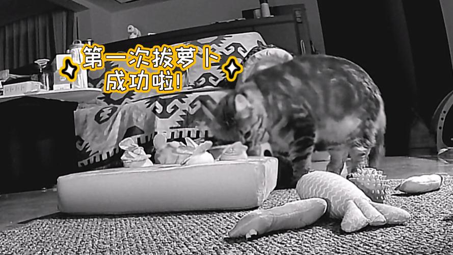  二人世界拔萝卜生猴子——生活中的意外与惊喜