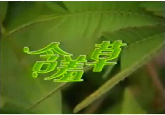  含羞草电视剧的背景故事：温情与成长交织的青春岁月