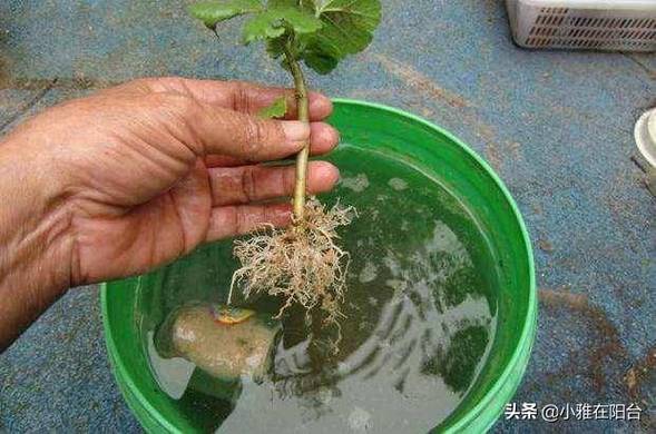  扦插BB有什么好处：探索植物繁殖的新方法