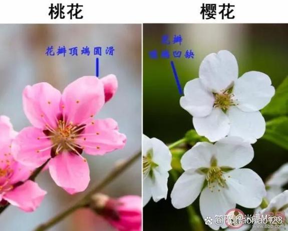 粉色水蜜桃和日本樱花区别，网友：怎么可以如此不同？