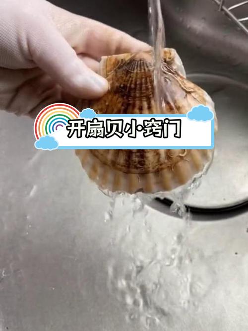 温暖心灵的宝贝你的扇贝开了